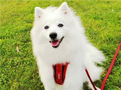 养银狐犬有什么注意事项,银狐犬的正确饲养方法