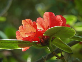 杜鹃花上有红蜘蛛怎么办,杜鹃红蜘蛛怎么治