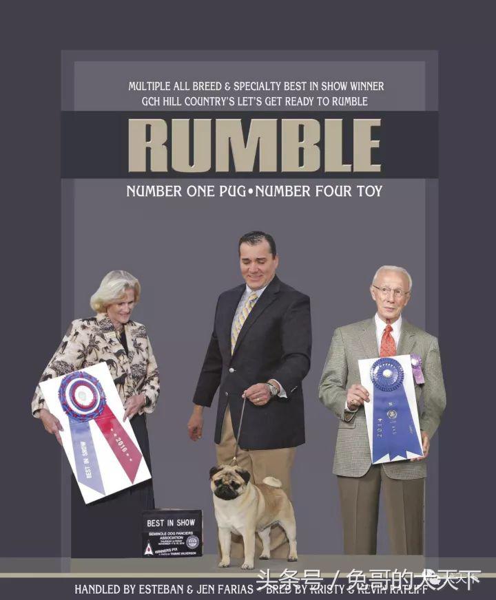 akc最受欢迎犬种排名,akc将犬种分为七个组别分别是