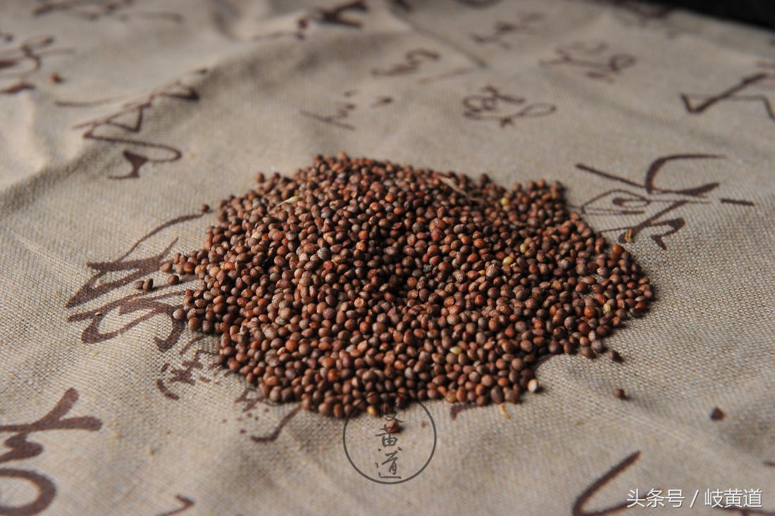 1种常见的紫色植被,竟是可解鱼蟹中毒中药