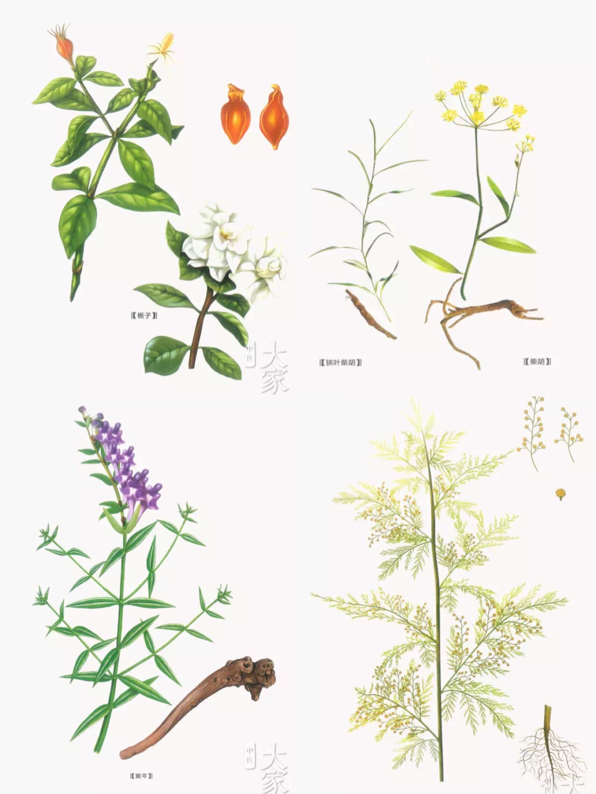 小儿豉翘清热颗粒和小儿柴桂区别,小儿豉翘清热颗粒是抗病毒的药吗