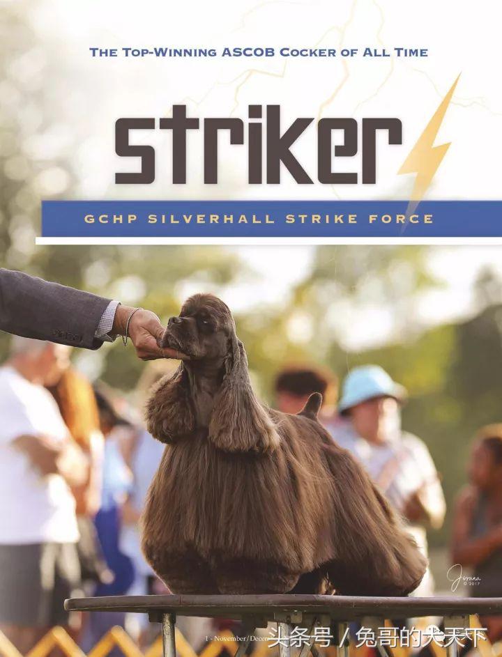 akc最受欢迎犬种排名,akc将犬种分为七个组别分别是