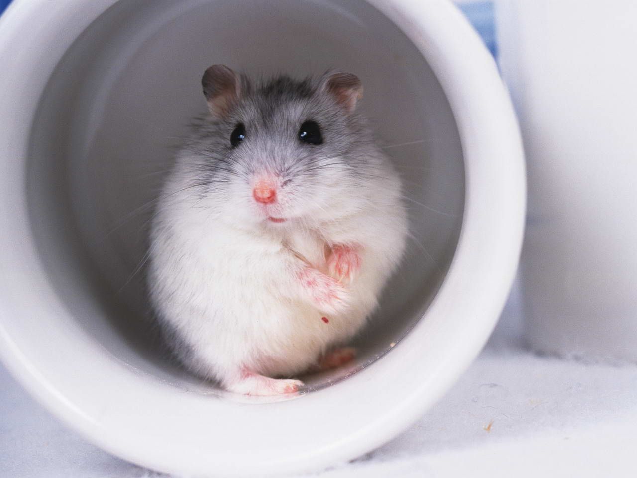 仓鼠是小型啮齿类动物吗,常见的仓鼠类宠物