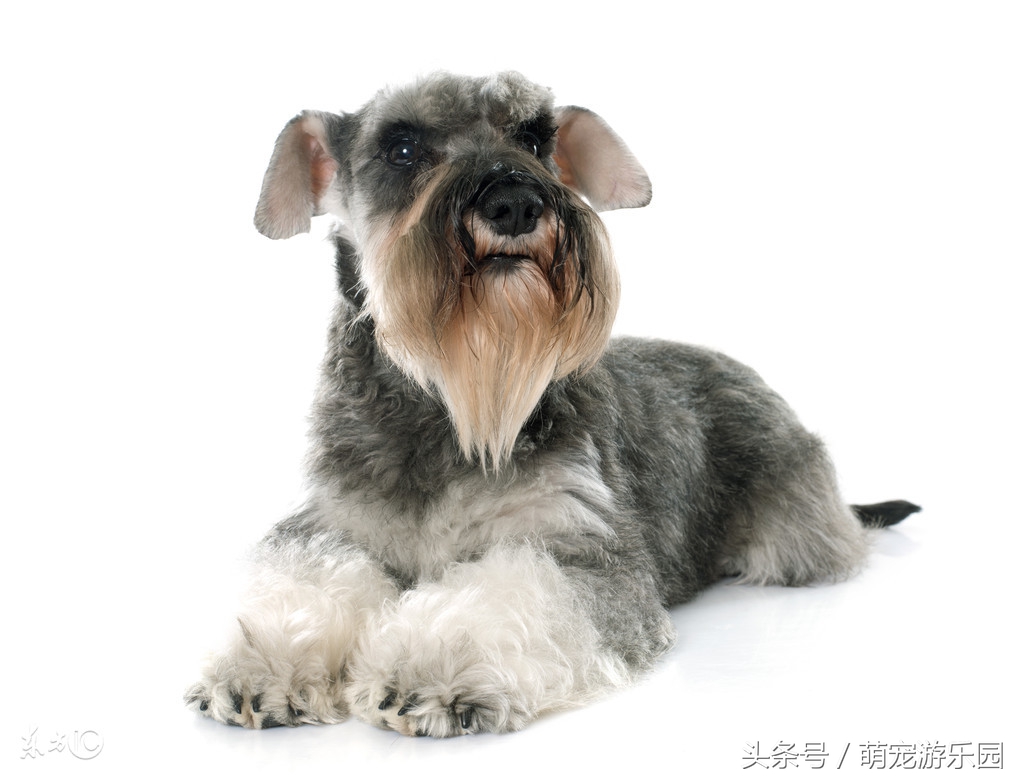 雪纳瑞呕吐后如何喂养,雪纳瑞呕吐怎么回事