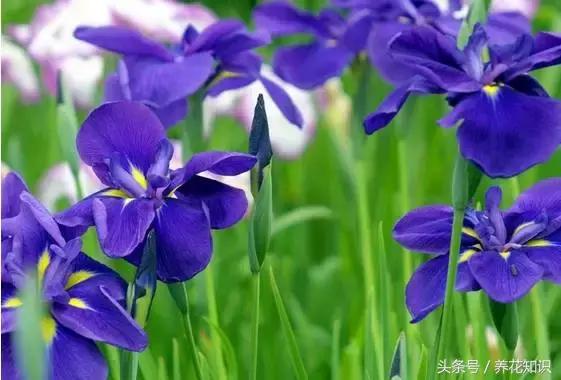 兰花叶子发黄发黑怎么办,兰花叶子发黑发黄是怎么办