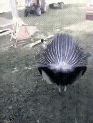 吃大豆油对女生的好处和害处,女性吃大豆油有什么坏处