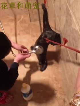 猫咪不愿意洗澡怎么给猫清洁,猫咪不洗澡有什么办法吗