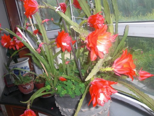 令箭荷花嫁接蟹爪兰的方法,令箭荷花扦插蟹爪兰