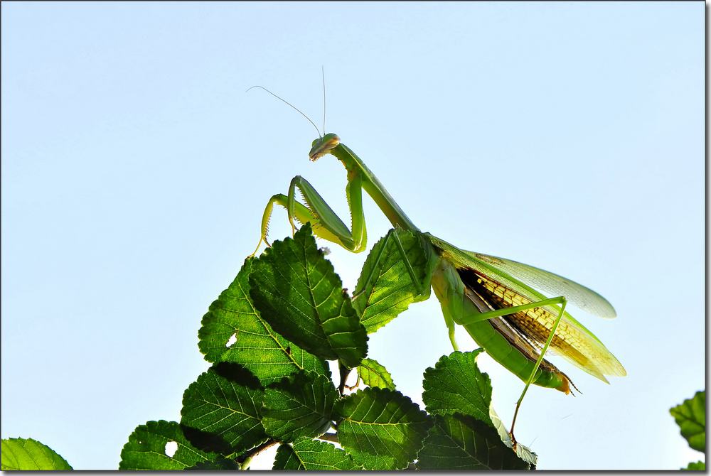 无声地杀戮者——螳螂！