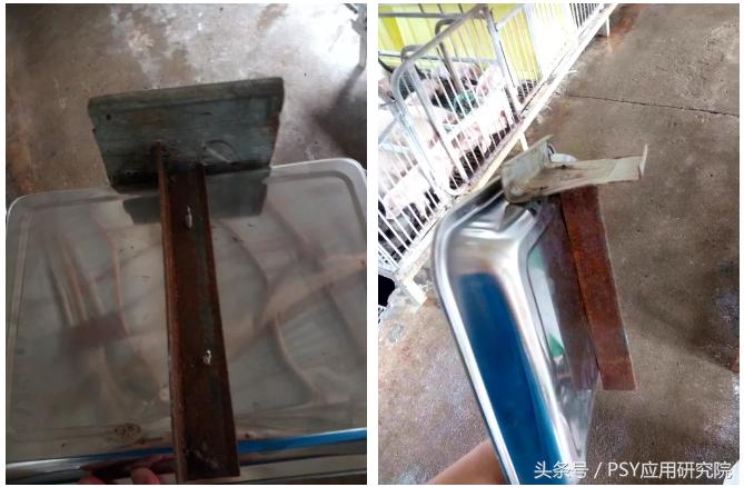 猪场发现丨自制小工具，让产房操作省心更省力