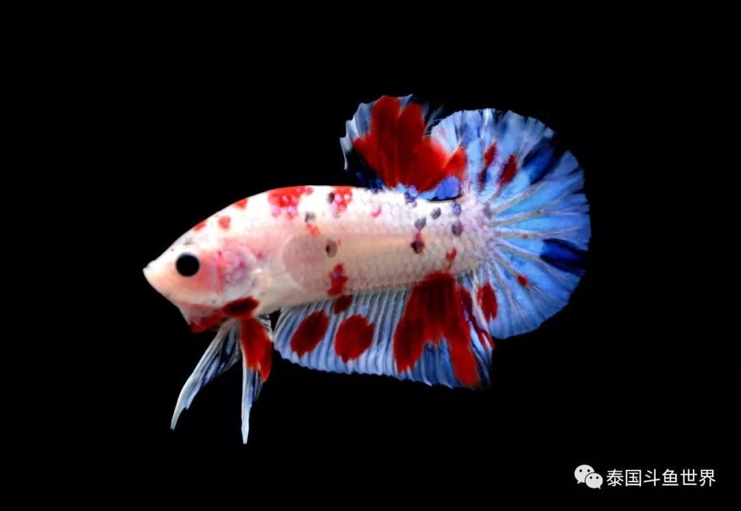 泰国斗鱼拍卖现场,泰国斗鱼拍卖平台有哪些