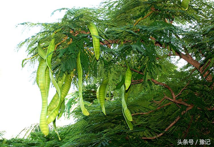 没有化妆品的年代，人们靠什么来美容？