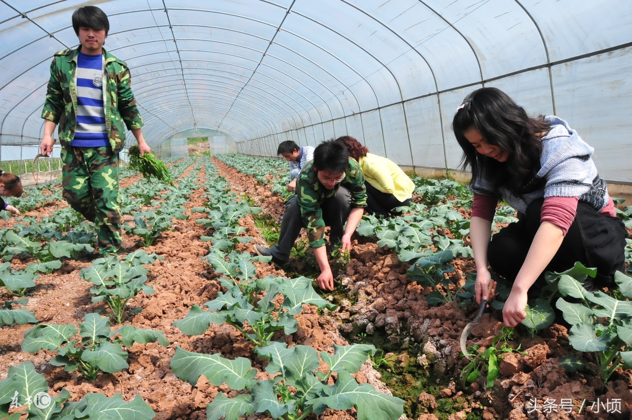 农村种植这10种树最能赚钱,适合农村的赚钱点子