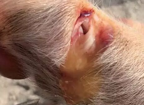 猪关节肿大不治疗行吗,猪关节肿大怎么治疗最有效