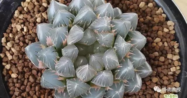 速看!韩国大棚主10大多肉镇店之宝,美呆了!