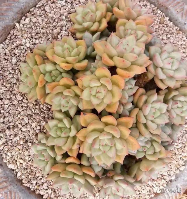 速看!韩国大棚主10大多肉镇店之宝,美呆了!