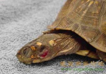 乌龟生病了怎么办?最全面的疾病治疗方法快快看看救小龟一命!