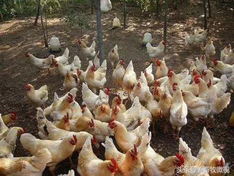 10平方养鸡的发酵床需多少斤稻壳,建400平米养鸡发酵床需要多少钱