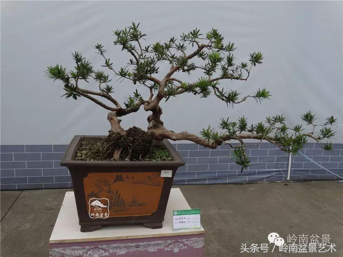 招财好运盆景,罗汉松开运招财