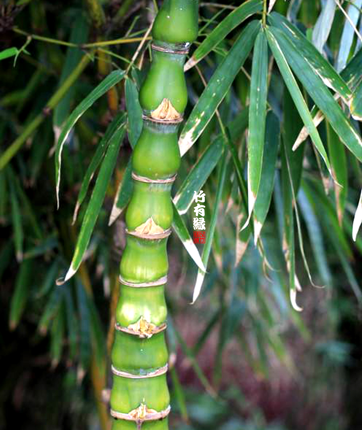 罗汉竹是怎么养的,罗汉竹怎么养好活