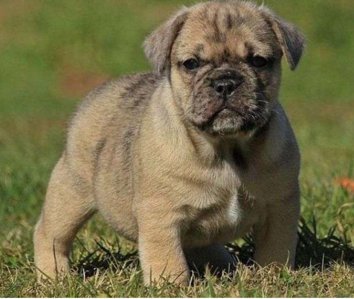 这几只混血狗狗哪只惊艳了你,超级好养的稀有宠物狗