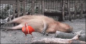 周六曼城比赛,周六曼城vs伯恩茅斯