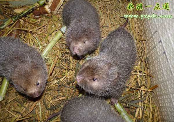竹鼠产业前景如何,现在竹鼠养殖前景如何