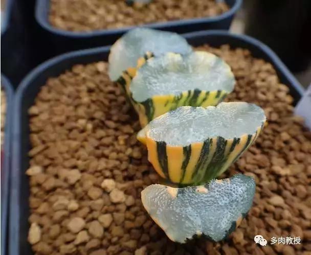 速看!韩国大棚主10大多肉镇店之宝,美呆了!