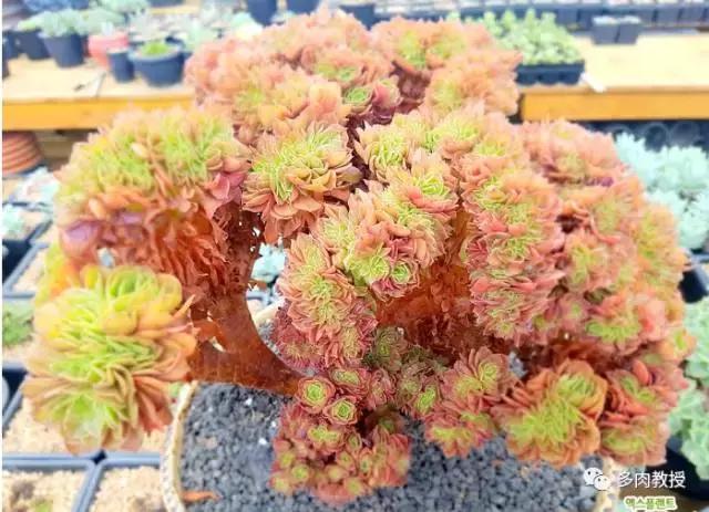 速看!韩国大棚主10大多肉镇店之宝,美呆了!