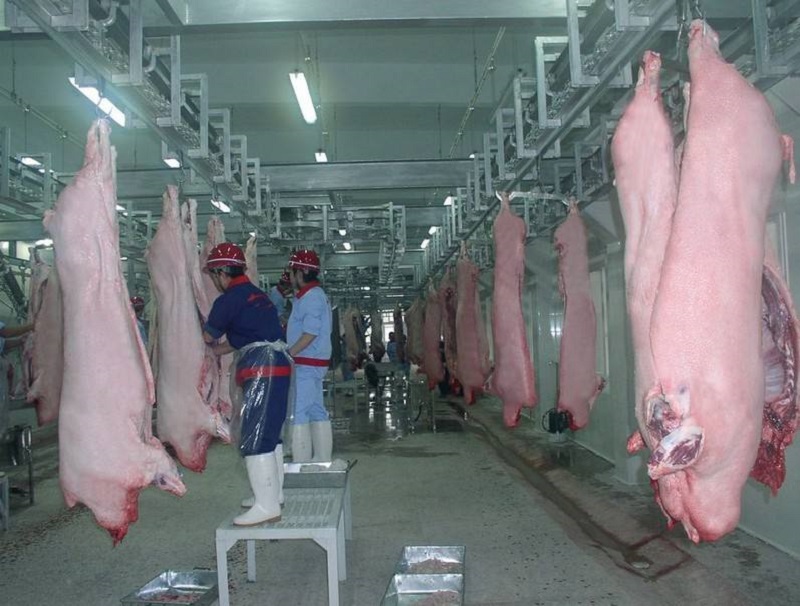 猪的屠宰与安全标准,猪屠宰过程检疫