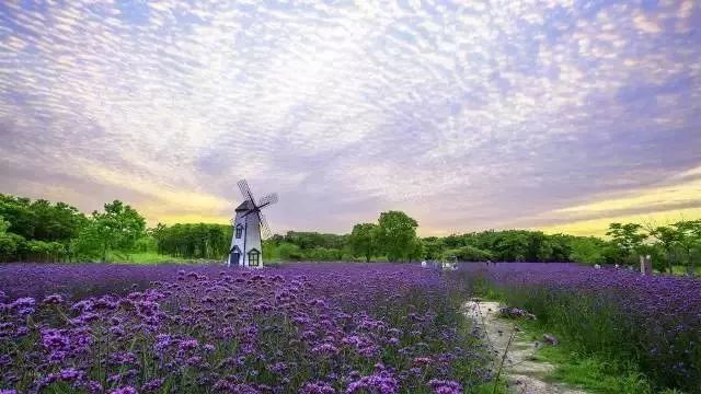 下辈子我只想做一只猪,下辈子我只想做一个俗人