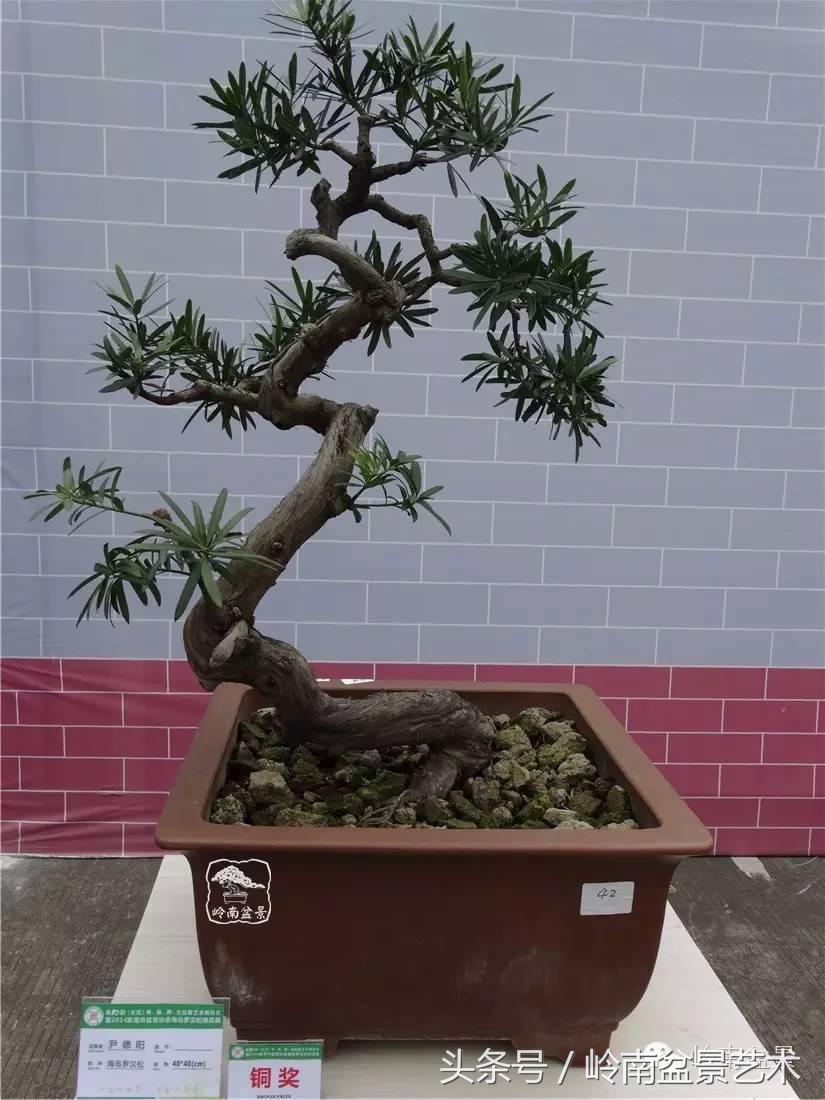 招财好运盆景,罗汉松开运招财