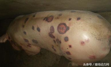 养猪15个绝招,养猪常用9种药