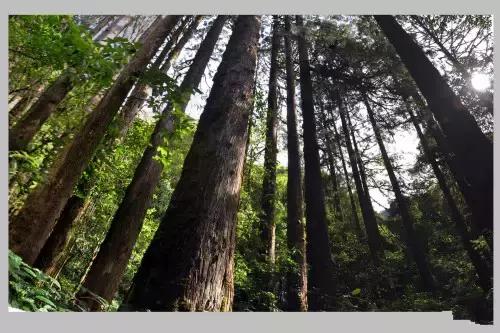 千年古银杏树腾冲界头,千年银杏树王的图片