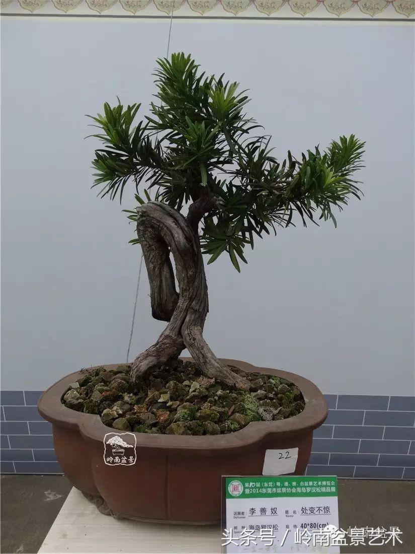 招财好运盆景,罗汉松开运招财