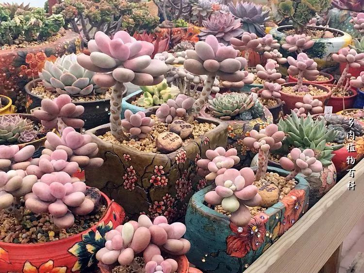 视觉盛宴美不胜收美图,视觉盛宴每个画面都美极了