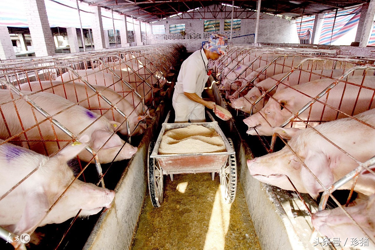 猪裂蹄病例及原因,猪裂蹄站不起来怎么治疗