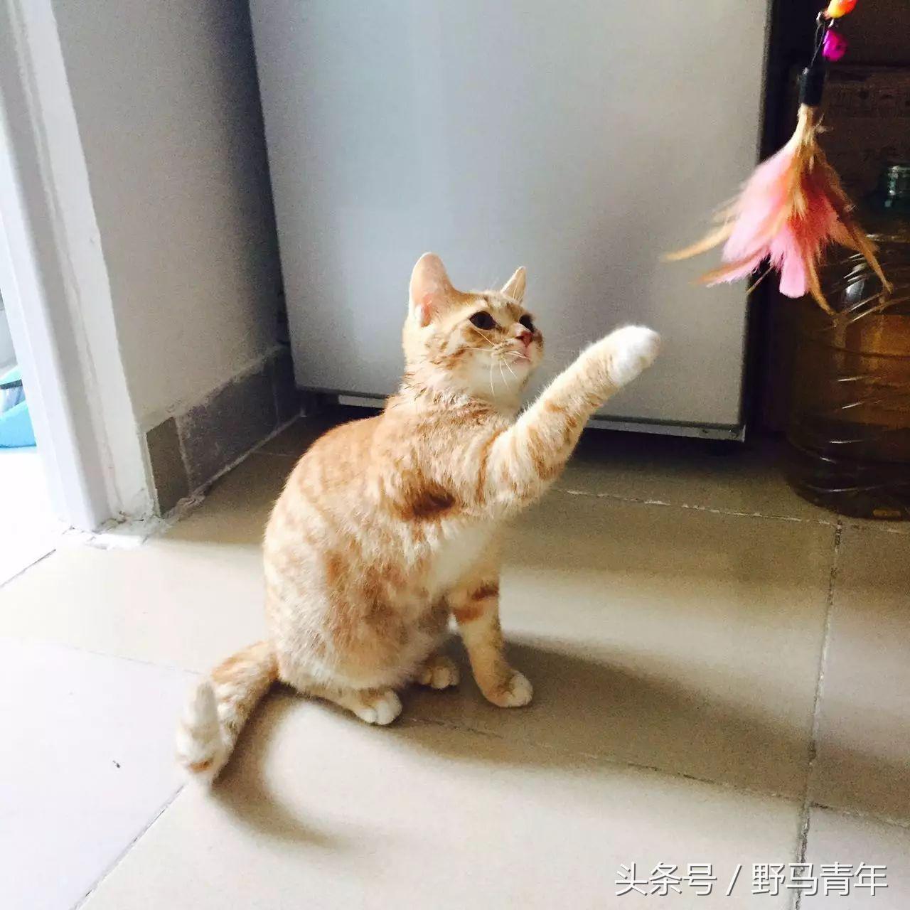 我一句说说而已，朋友就给我送了一只橘猫，结果她现在快20斤重