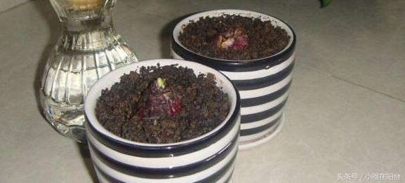 风信子开完花后怎么处理,风信子开完花后该怎么养