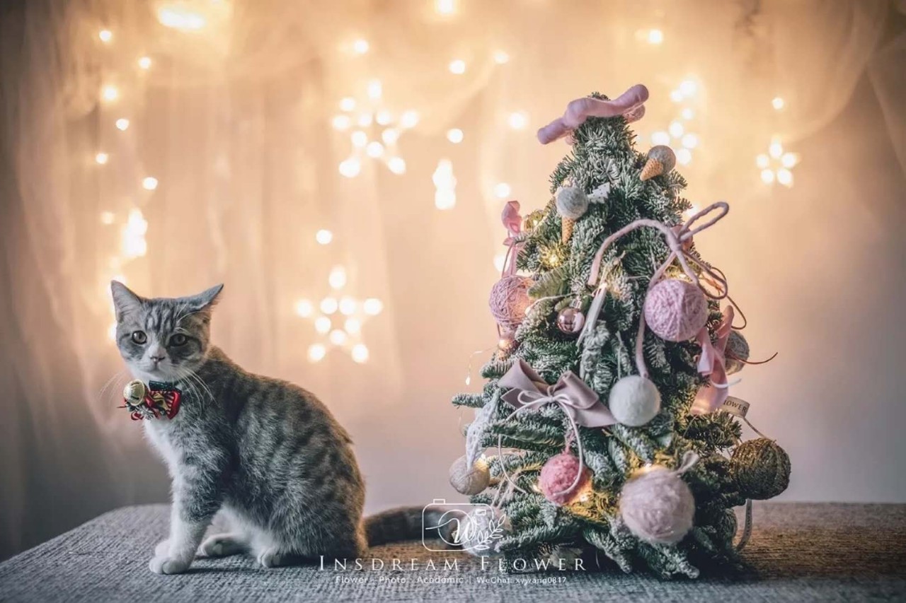 去你的玫瑰花，你女票想要的圣诞礼物是这些！