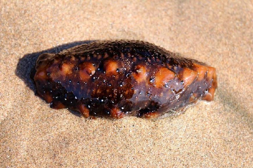 女性吃海参的功效与作用,男性吃海参是起到什么作用