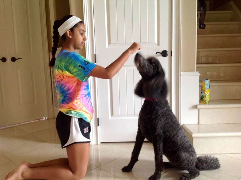 道格训犬,道格队队长