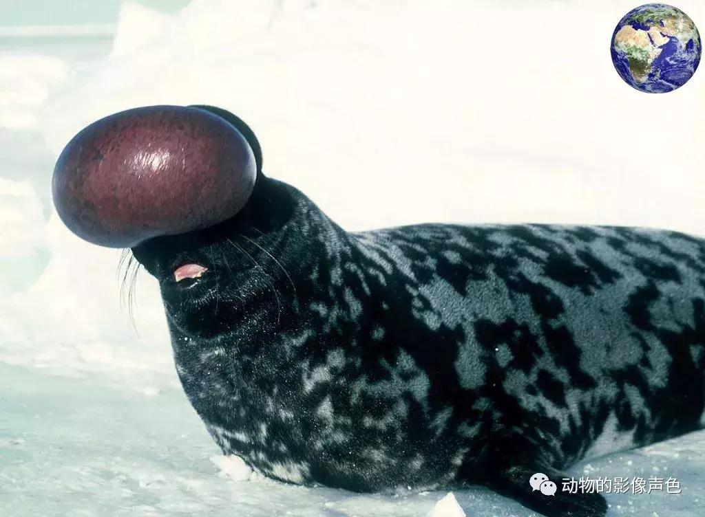 海豹生气是什么样的,海豹生气了有多可怕