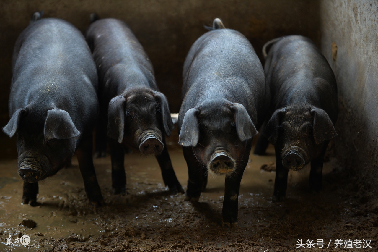 猪流感的症状，诊断技巧，养殖户可以轻松搞明白