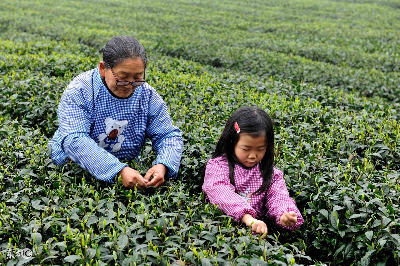 金坛雀舌茶如何冲泡,九龙营养课堂