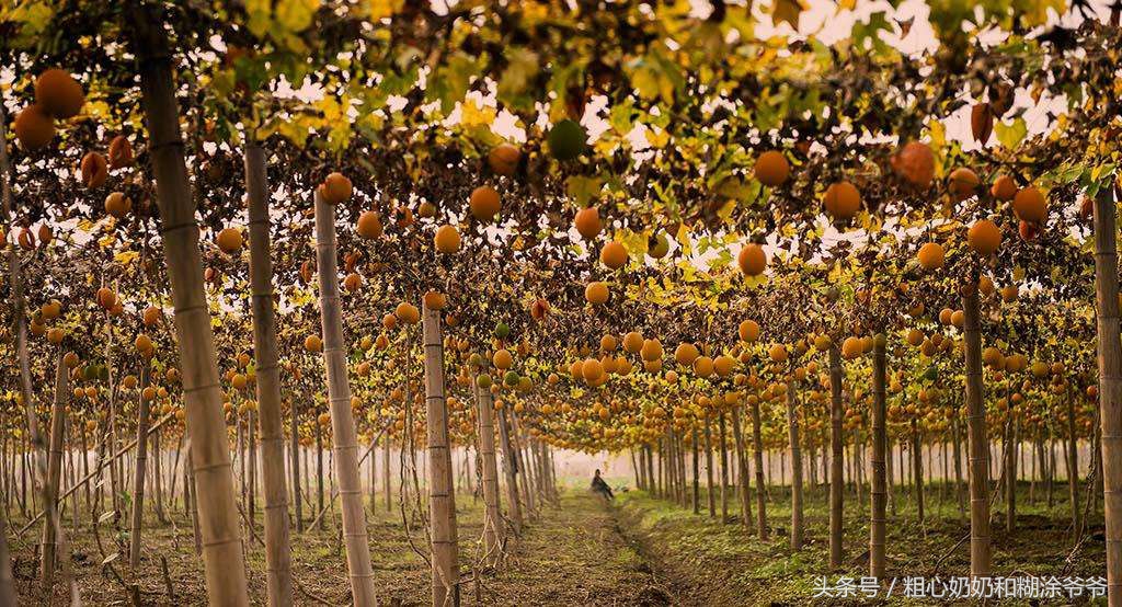 2018农村创业项目参考:种植瓜蒌,一年种植多年受益,赚钱轻松!