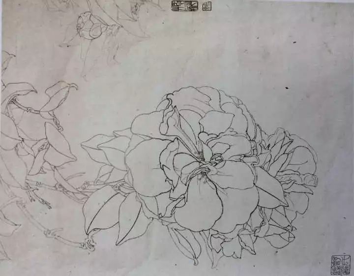 白描花卉技法基础入门,白描花卉简单入门