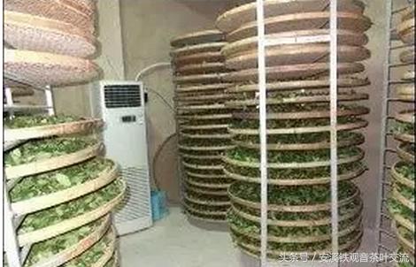 纯正铁观音有什么特点,什么是真正的铁观音茶