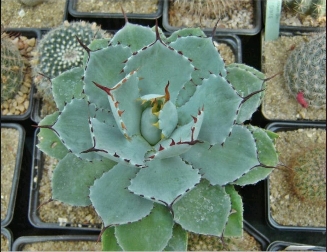 谁说一胖毁所有又胖又可爱,多肉白银寿