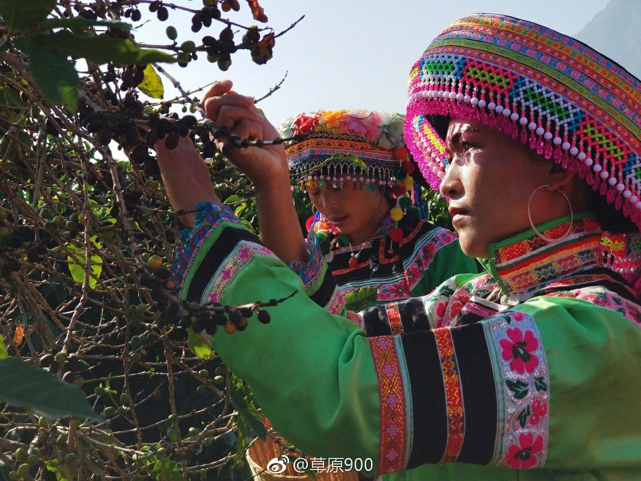 去云南适合买什么茶,云南最有名的咖啡在哪里